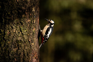 Female great spotted woodpecker on a branch in a forest	
