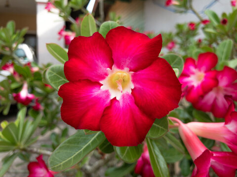 red rose in the garden