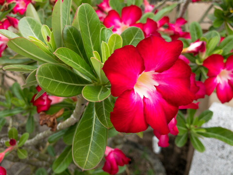 red hibiscus flower in garden
