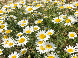 wild daisy flower field as a background