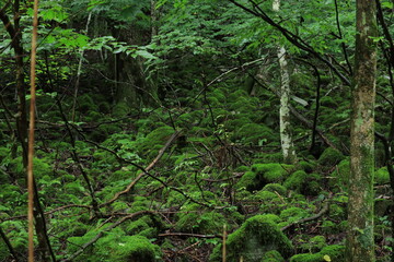 nature in Hinohara village  ,japan,tokyo