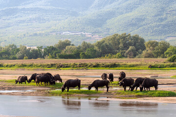 Fototapeta na wymiar Black buffaloes grazing at beautiful wetland with mountain at background