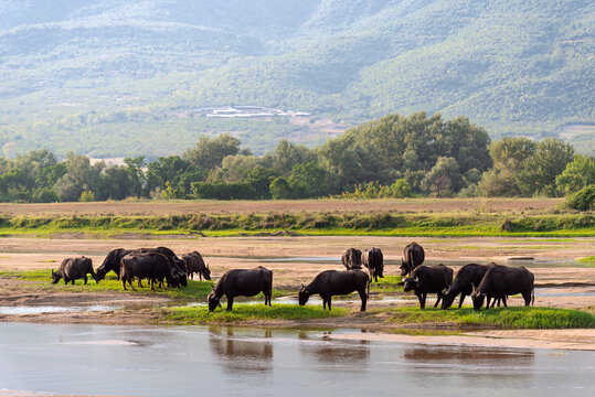 Black buffaloes grazing at beautiful wetland with mountain at background
