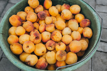 Lots of orange, yellow ripe apricots in a plastic bucket, top view. Excellent, good fruit harvest.
