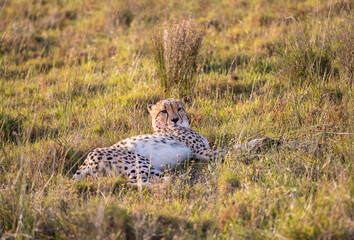 Wild lebender Gepard in Südafrika