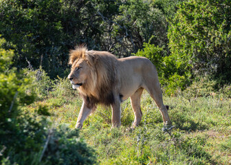 Wild lebender Löwe in Südafrika