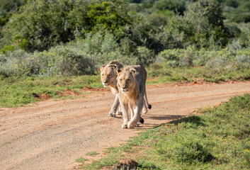 Wild lebende Löwen in Südafrika