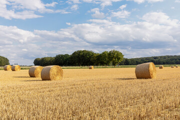 hay bales in the field against the backdrop of green trees and blue and cloudy sky