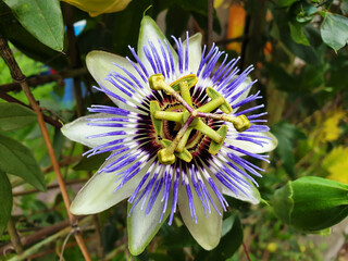 Close up of white, blue flower Passiflora caerulea or Passiflora edulis.