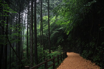 nature in Hinohara village  ,japan,tokyo