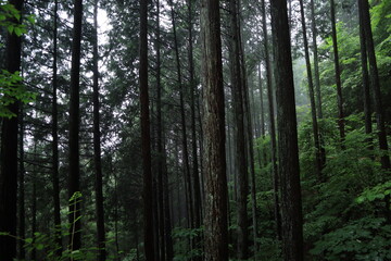 Fototapeta premium nature in Hinohara village ,japan,tokyo