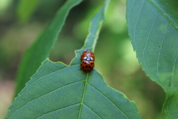 
love of two ladybugs