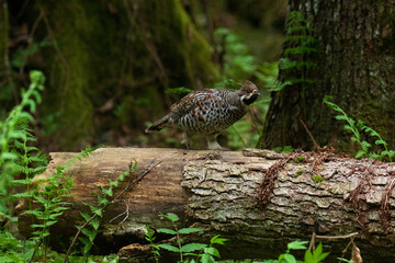 A male Hazel grouse, Tetrastes bonasia in a green, lush and old boreal forest during spring breeding season in Estonia, Northern Europe.
