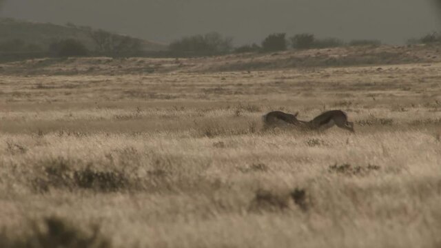 springbuck fighting