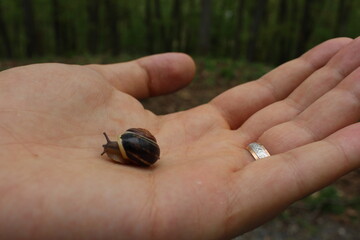 snail on a hand a man