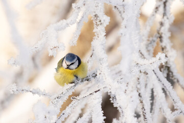 A small Blue tit (Cyanistes caeruleus) in the middle of winter wonderland during a morning frost in...