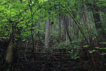nature in Hinohara village  ,japan,tokyo