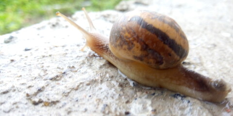 snail on the road