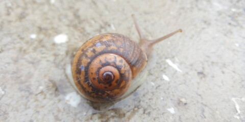 garden snail on a leaf