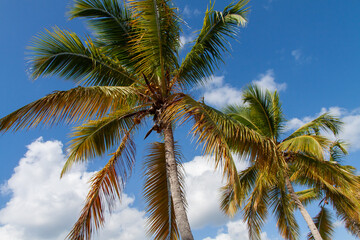 Obraz premium Palm tree