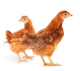 Two brown hen isolated.