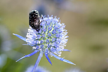White spotted rose beetle - Oxythyrea Funesta - with blue eryngo - Eryngium palmatum