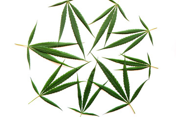 Marijuana leaves in a white background, Green cannabis leaves isolated