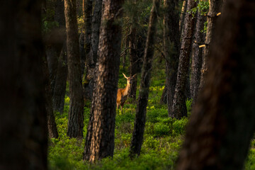 Female red deer standing in a forest on the veluwe