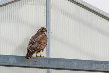 Common buzzard sitting on a building