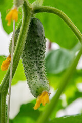 Gardening and agriculture concept. Close-up of cucumbers hanging on branches in a greenhouse