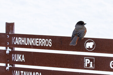 Small Siberian jay, Perisoreus infaustus, sitting on a sign in a public hiking trail in Kuusamo,...