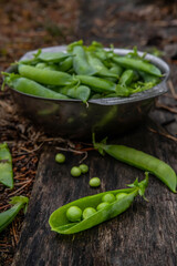 Harvest of ripe pods of green peas. Green peas in stitches in a metal bowl on a wooden natural background. Fresh green peas pods on a wooden board