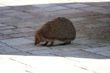 Kleiner Igel wach am Tag