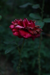 Obraz premium red rose flower