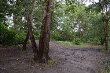 Trees, fields, grass, river collection