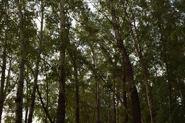 Trees, fields, grass, river collection