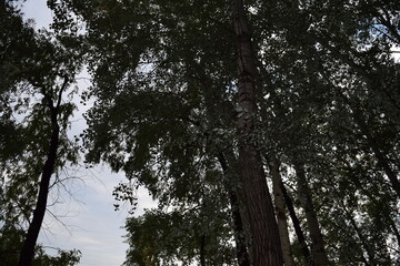 Trees, fields, grass, river collection