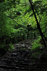 Obraz premium nature in Hinohara village ,japan,tokyo