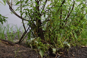Trees, fields, grass, river collection