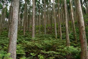 Obraz premium 夏の森