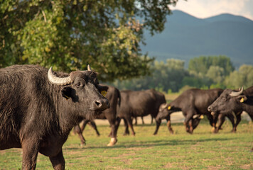 Naklejka na ściany i meble Black water buffalo grazing at beautiful meadow at sunset