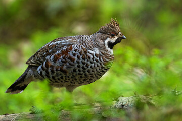 A male Hazel grouse (Tetrastes bonasia) with a raised crest feathers in a green, lush and old...