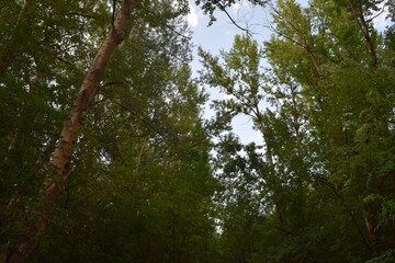 Trees, fields, grass, river collection
