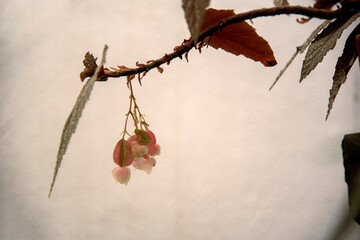 delicate begonia flowers on wall background