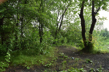 Trees, fields, grass, river collection