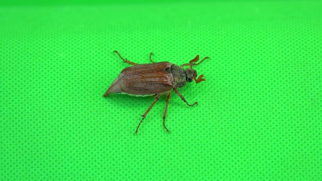 chafer beetle is crawling across the green screen.