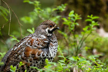 A male Hazel grouse, Tetrastes bonasia in a green, lush and old boreal forest during spring...