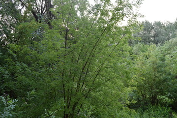 Trees, fields, grass, river collection