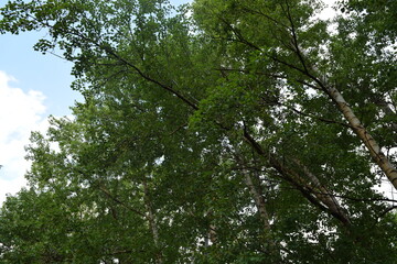 Trees, fields, grass, river collection