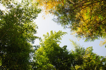 'Jungnogwon' bamboo garden in Damyang, South Korea.
